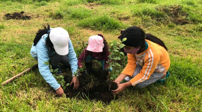 CERCA DE 4500 PLANTAS NATIVAS PLANTADAS EN LOS CHILLOS