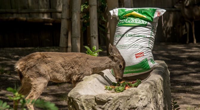 ALIANZA POR LA CONSERVACIÓN PARA EL BIENESTAR DE LOS ANIMALES DEL QUITOZOO