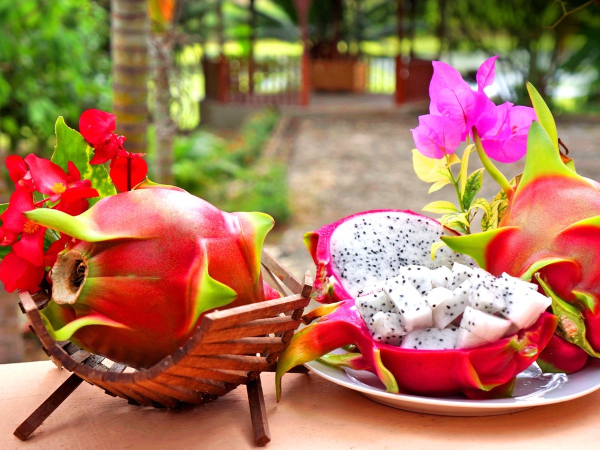 224 MILLONES DE DÓLARES ALCANZÓ EN EL 2025 LAS EXPORTACIONES DE PITAHAYA