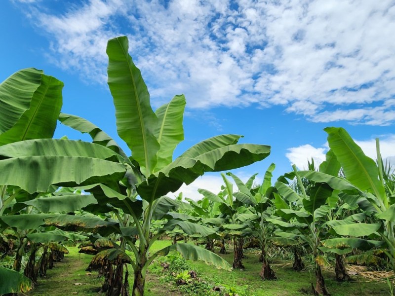 INNOVACIÓN MARCA EL FUTURO DEL PRINCIPAL PRODUCTO DE EXPORTACIÓN