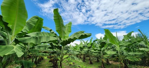 INNOVACIÓN MARCA EL FUTURO DEL PRINCIPAL PRODUCTO DE EXPORTACIÓN
