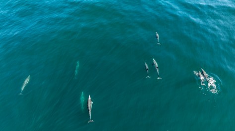 GALÁPAGOS ABRE NUEVAS PREGUNTAS SOBRE LA RUTA DE LAS BALLENAS AZULES EN UN PACÍFICO AFECTADO POR EL NIÑO